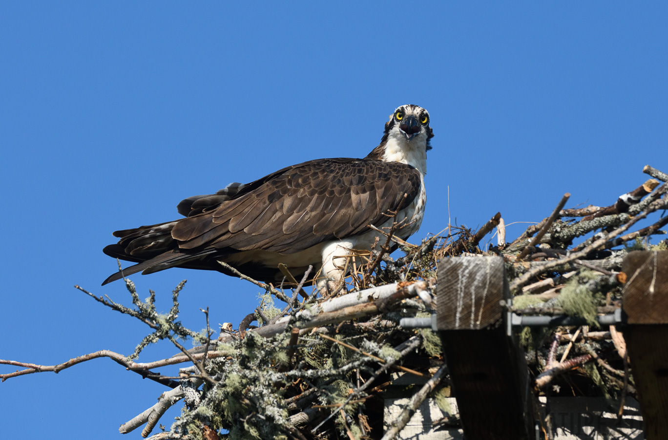 Pandion haliaetus carolinensis [400 mm, 1/1600 Sek. bei f / 9.0, ISO 800]